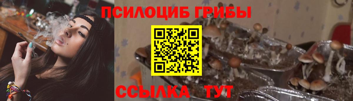Псилоцибиновые грибы Psilocybine cubensis  Галлюциногенные грибы Psilocybine cubensis  Кузнецк  Вход с VPN 